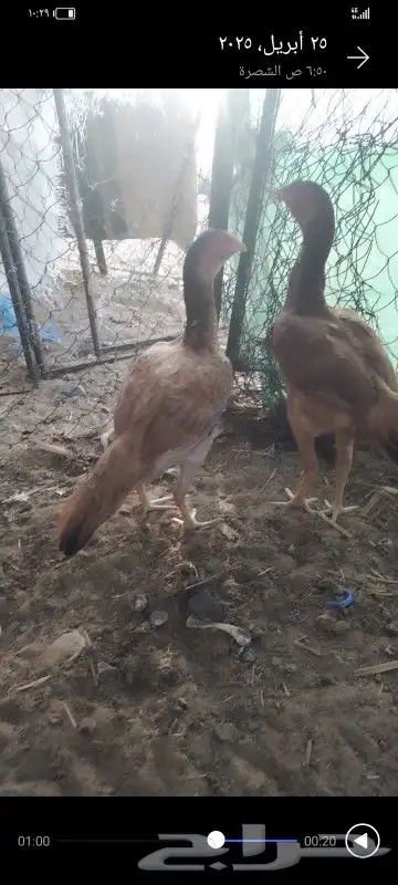 فروخ وحدة باكستانية واحده سنديه 0