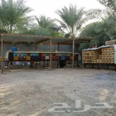 نحل بلدي غنامي عسال درجة اولىTobوانواع العسل الطبيعي العلاجي 12