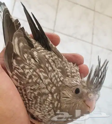 فرخ كروان فراشه محجل 2