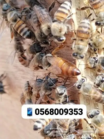 نحل بلدي غنامي عسال درجة اولىTobوانواع العسل الطبيعي العلاجي 0