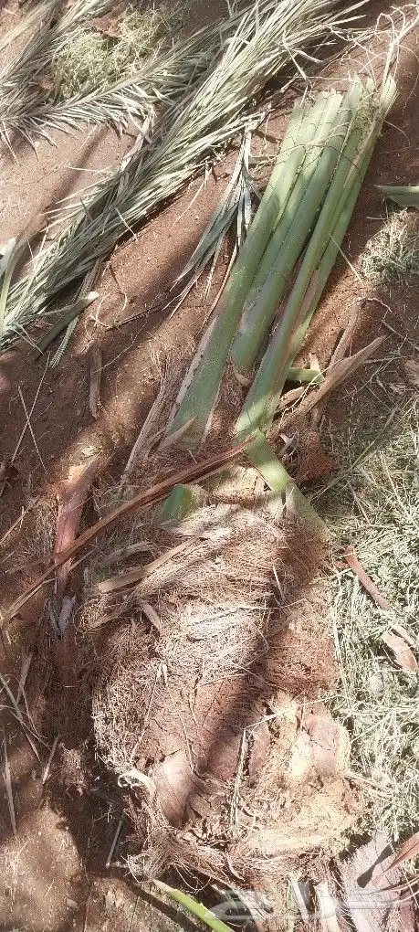 مجدول صقعي عجوة خلاص سكري برحي اصناف اخرى 4
