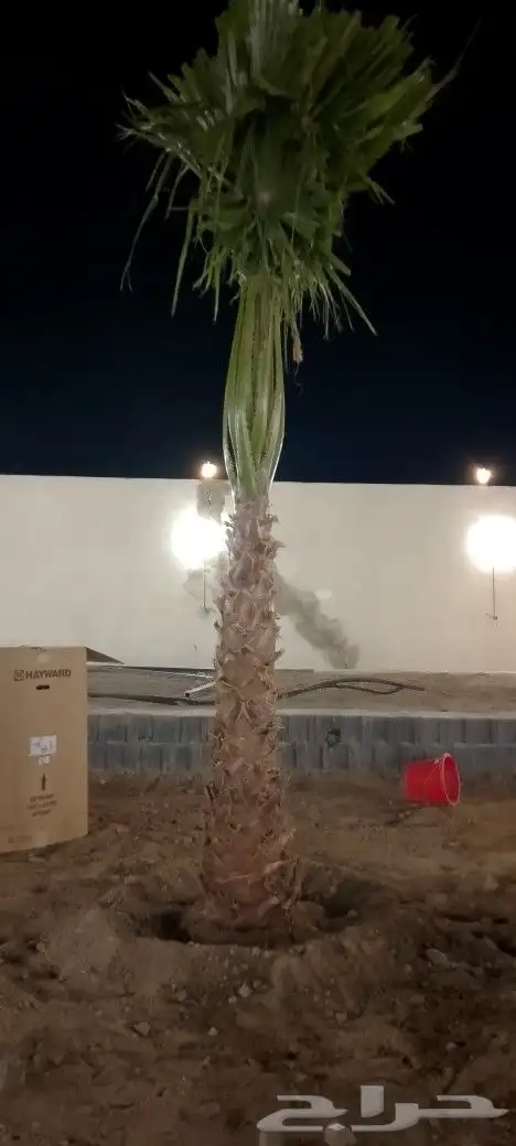 يوجد لدينا جميع انواع انخيل العربي وزينه كل المقاسات المتوفر 1