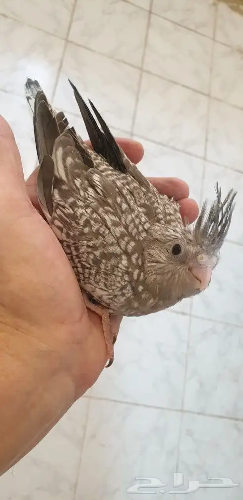 فرخ كروان فراشه محجل 1