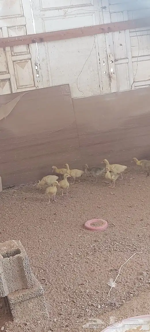وز عراقي وز بلدي 0