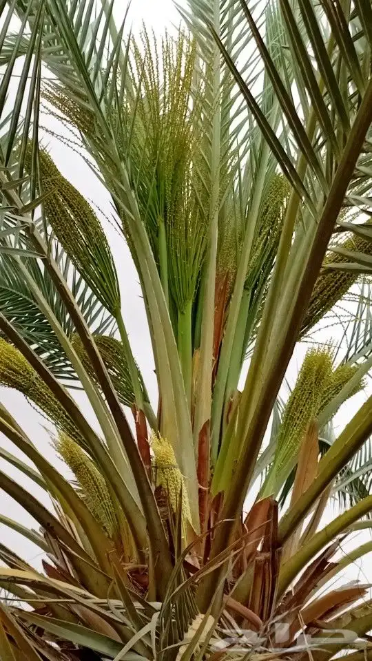 نخل  ل اشغل 1
