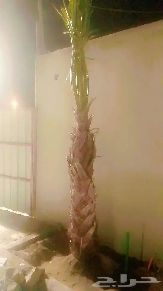 نخل للبيع محايل عسير نوصل جميع أنحاء المملكة 3