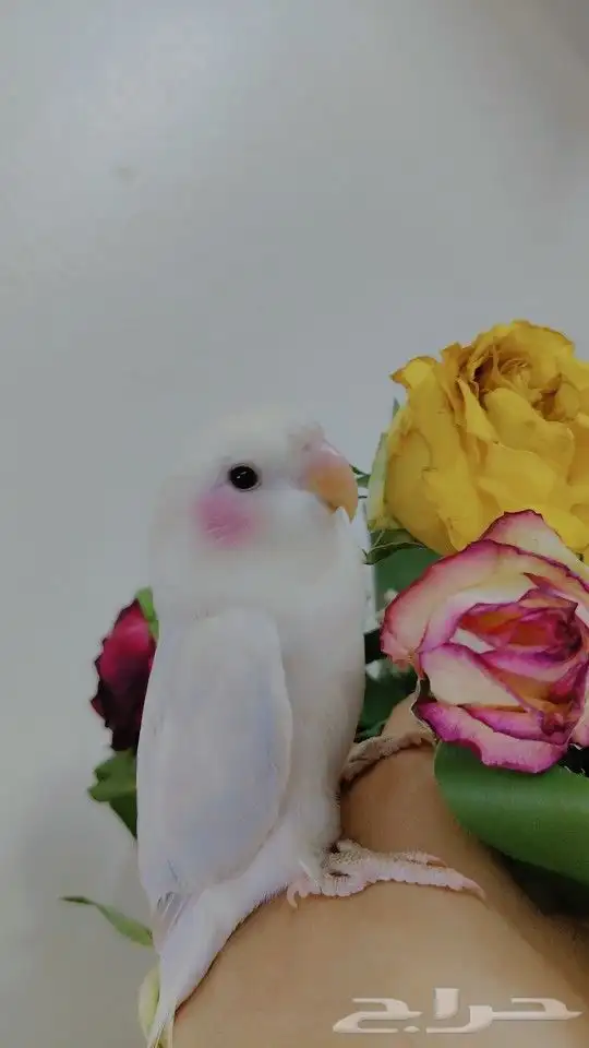 ببغاء الروز أليف جدأ لعوب حبوب للبيع 2