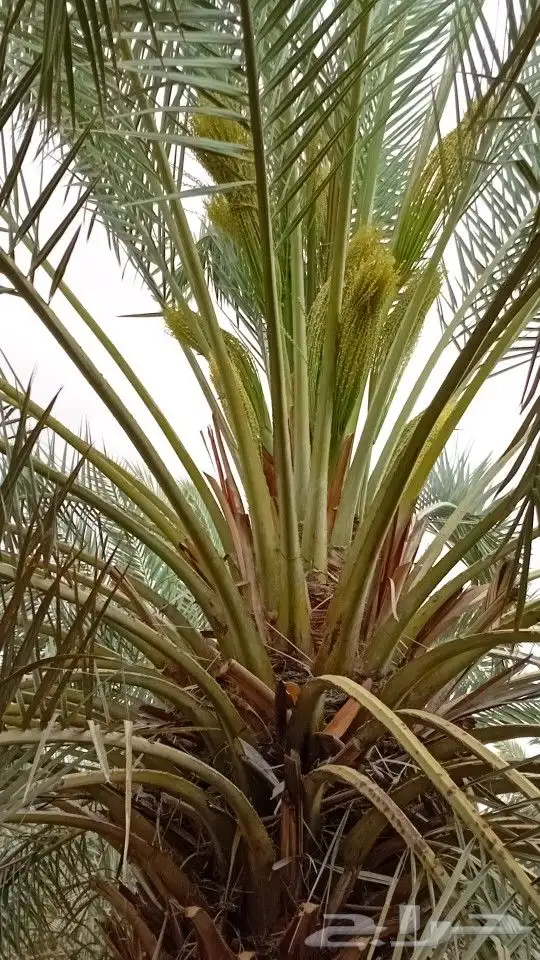 نخل  ل اشغل 3