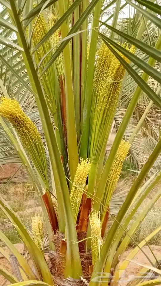 نخل  ل اشغل 2