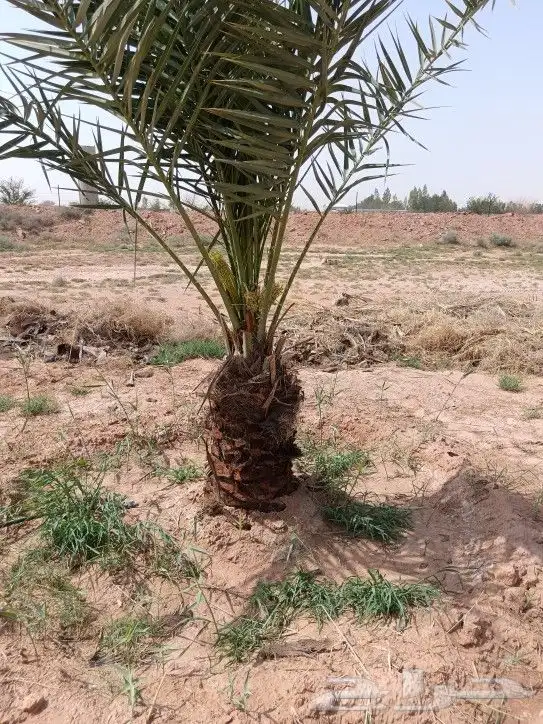 يتوفر لدينا نخل مثمر 3