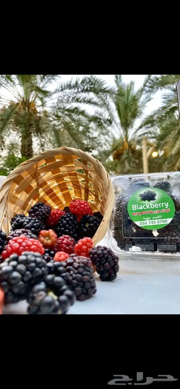 عرض خاص شتلات التوت البر ي بلاكبيري 3