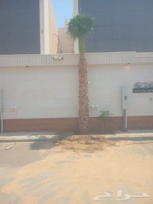 يوجد لدينا جميع انواع انخيل العربي وزينه كل المقاسات المتوفر 4