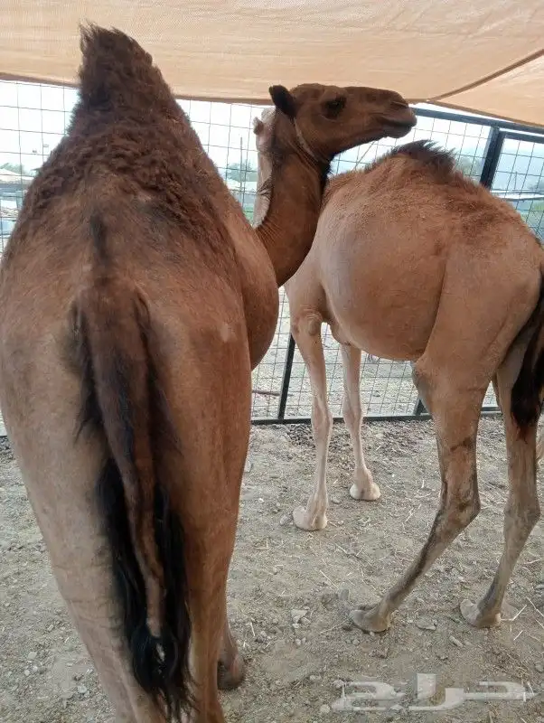 موقع الحلال مكة الرياض الباحة تبوك الخرج 28