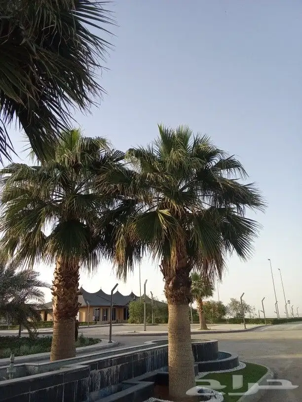توريد جميع انواع النخيل 2