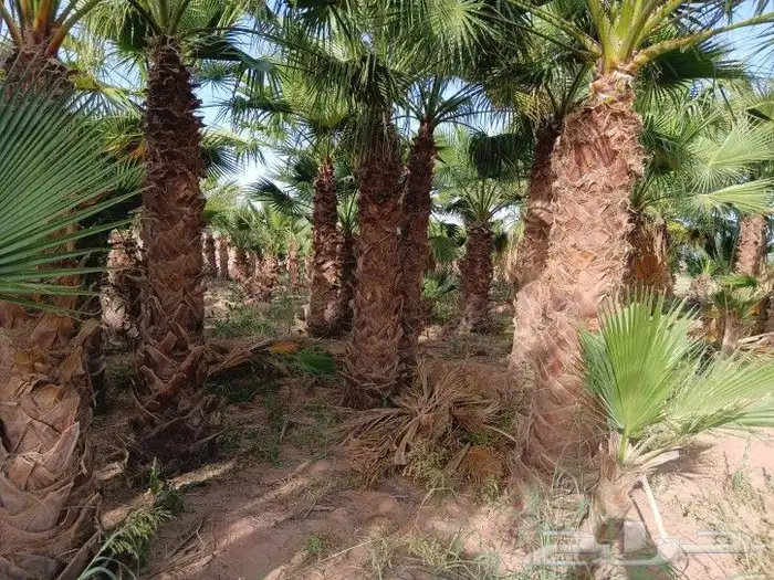 يتوفر لدينا نخل مثمر 0