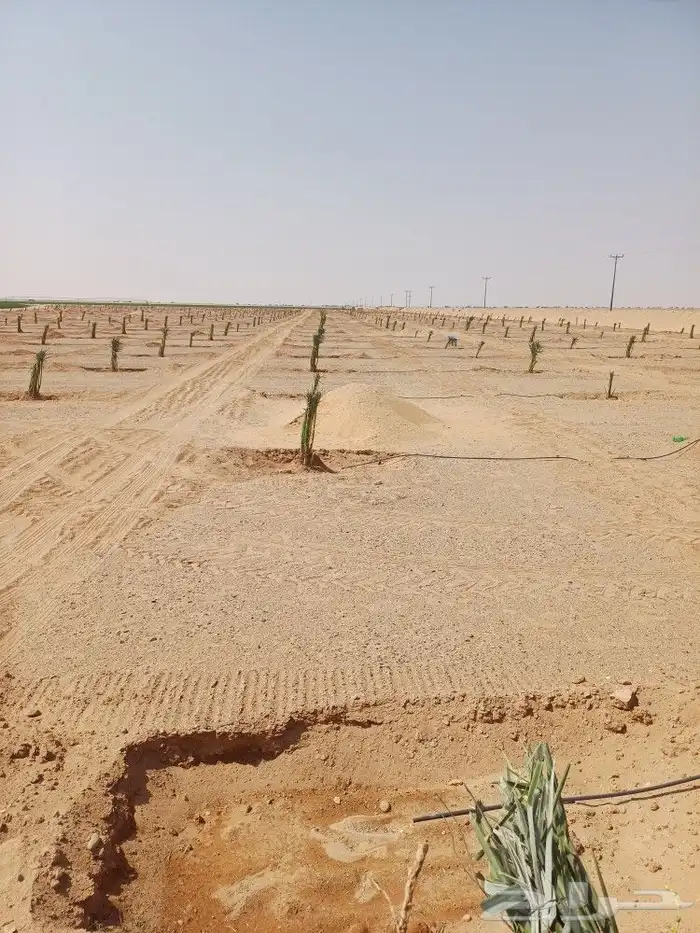 يوجد لدينا فسايل نخيل خلاص حساء ونقوم بقشع وغرس الفسايل 9