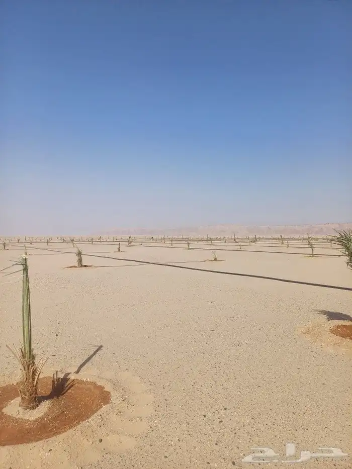يوجد لدينا فسايل نخيل خلاص حساء ونقوم بقشع وغرس الفسايل 16