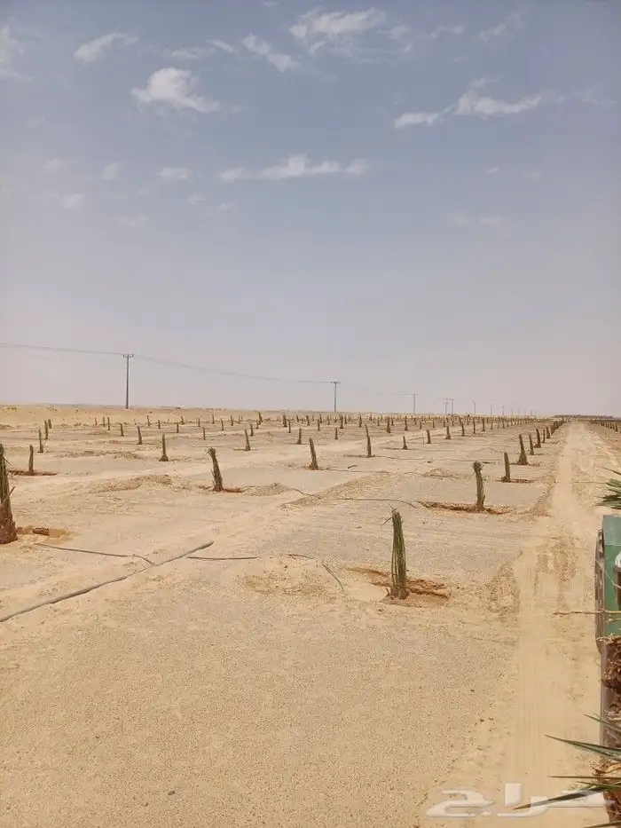 يوجد لدينا فسايل نخيل خلاص حساء ونقوم بقشع وغرس الفسايل 1