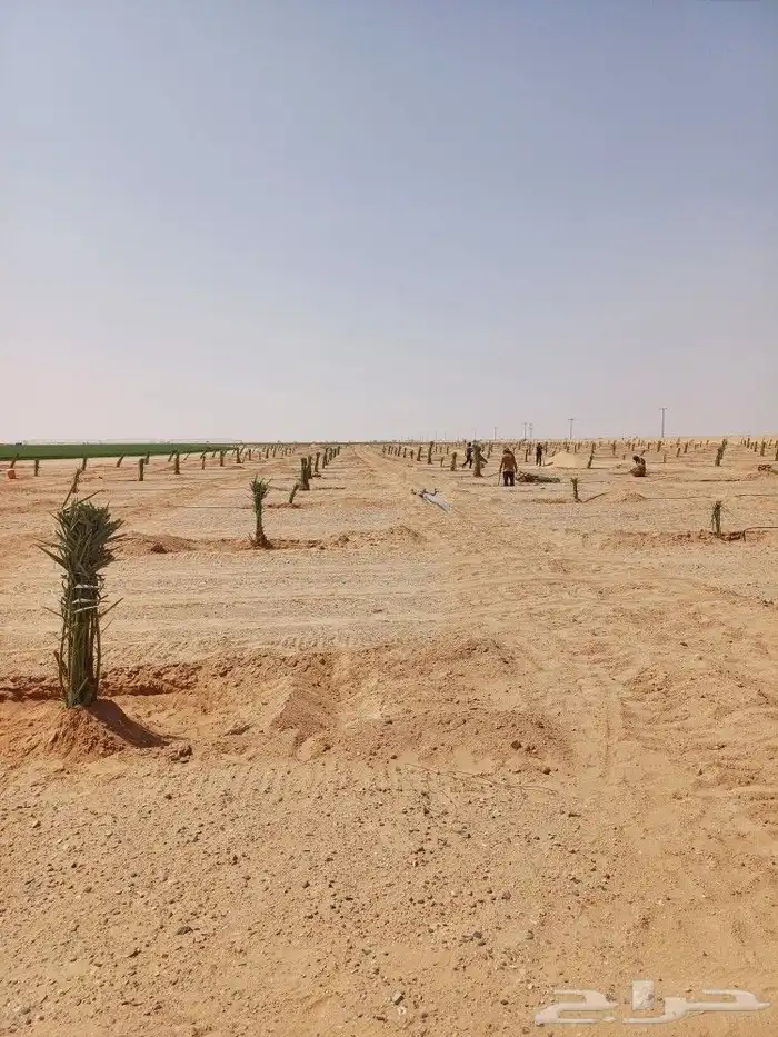 يوجد لدينا فسايل نخيل خلاص حساء ونقوم بقشع وغرس الفسايل 8