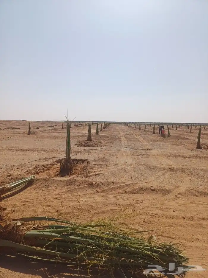 يوجد لدينا فسايل نخيل خلاص حساء ونقوم بقشع وغرس الفسايل 7