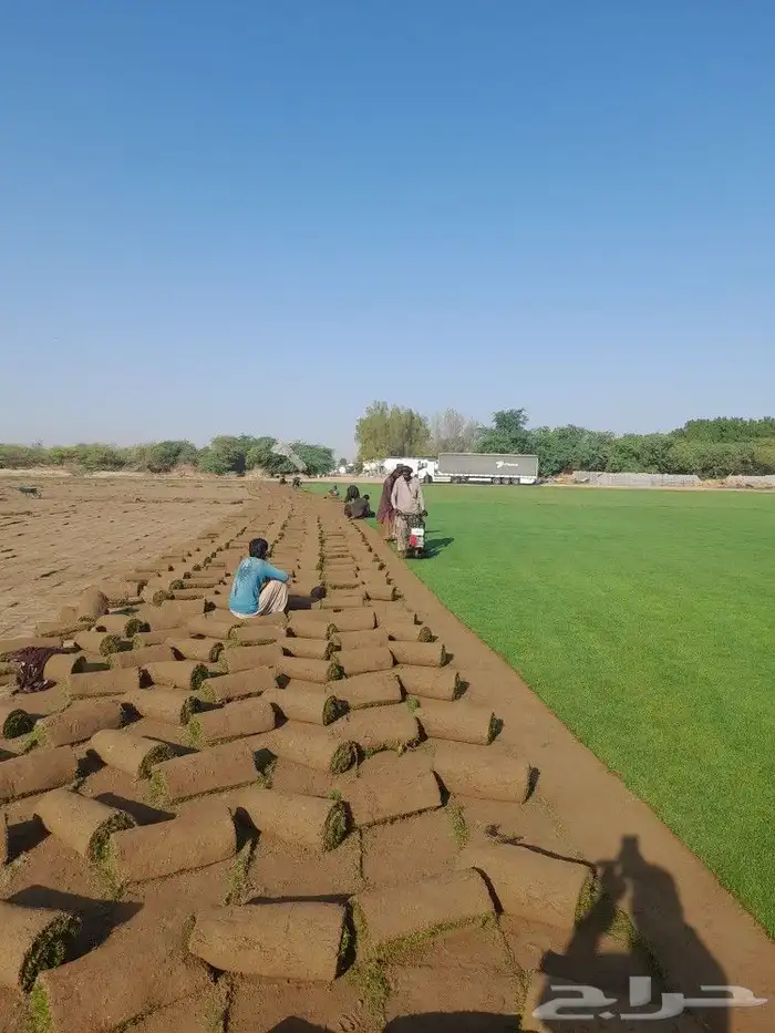 نجيله طبيعى ( ثيل ) C2000 5