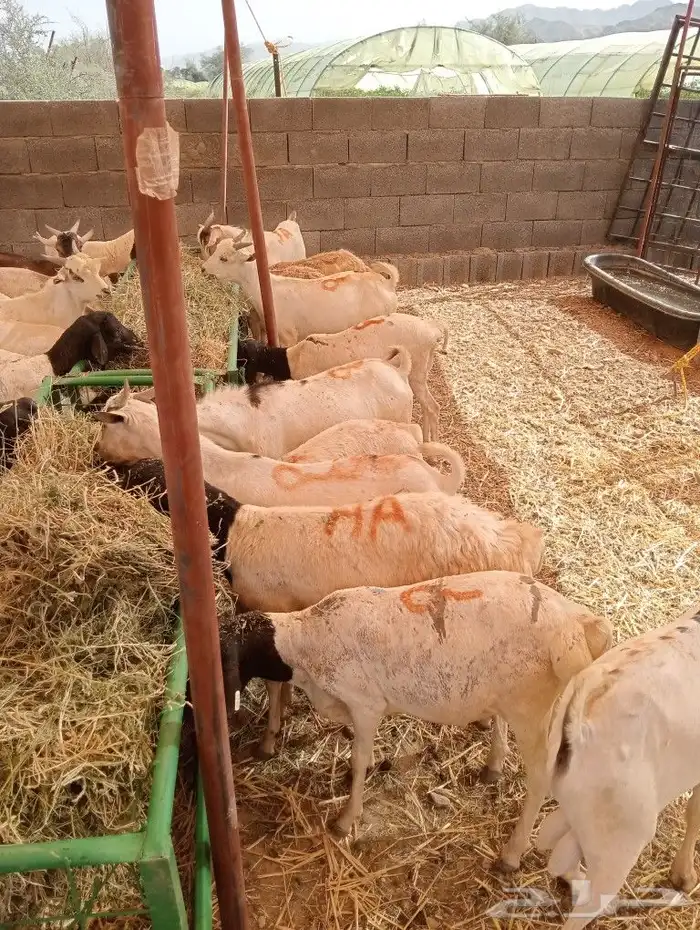 موقع الحلال مكة الرياض الباحة تبوك الخرج 20