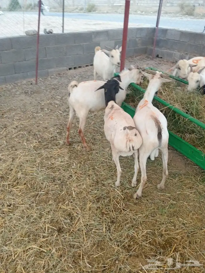 موقع الحلال مكة الرياض الباحة تبوك الخرج 8