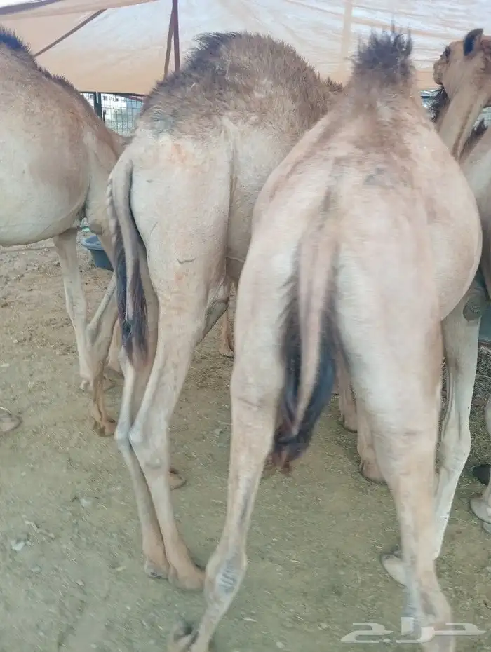 موقع الحلال مكة الرياض الباحة تبوك الخرج 9
