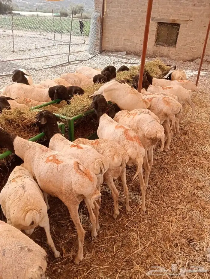 موقع الحلال مكة الرياض الباحة تبوك الخرج 24