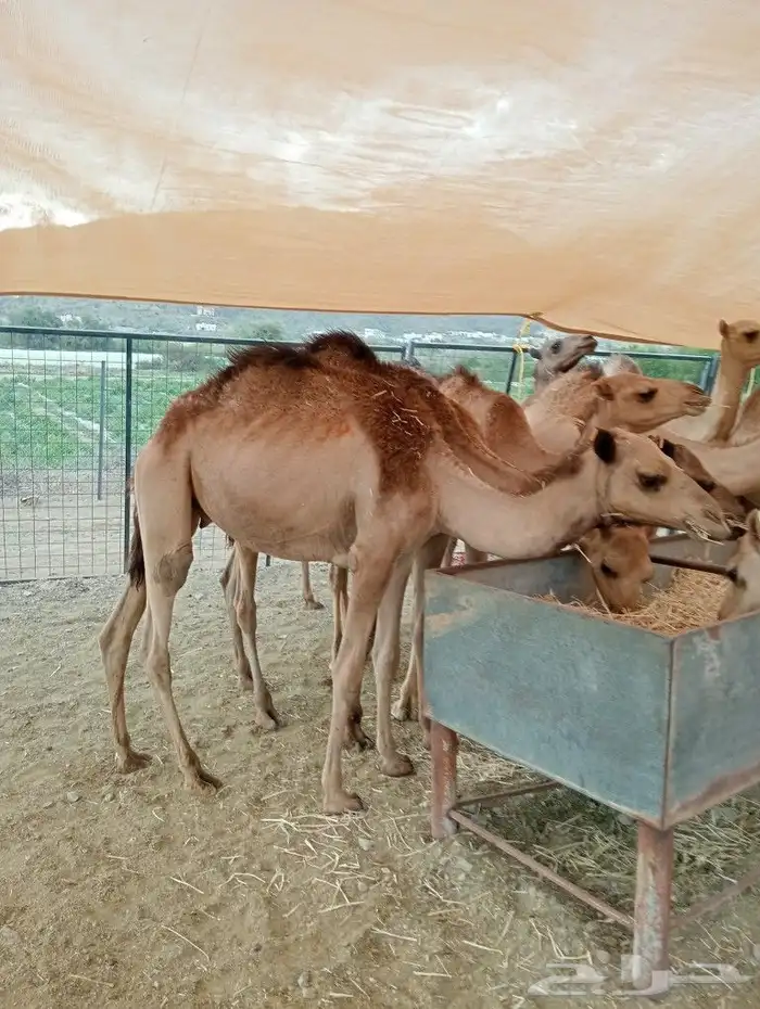 موقع الحلال مكة الرياض الباحة تبوك الخرج 17