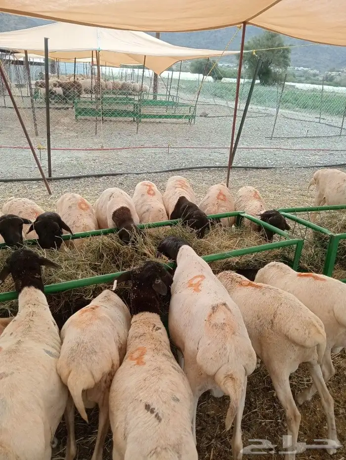 موقع الحلال مكة الرياض الباحة تبوك الخرج 3