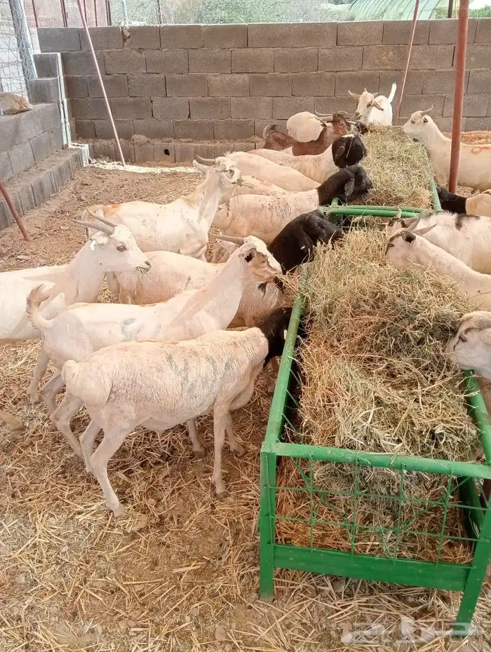 موقع الحلال مكة الرياض الباحة تبوك الخرج 26