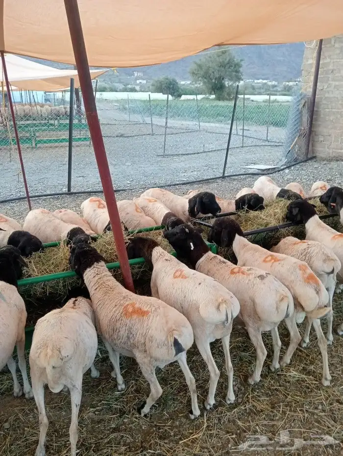 موقع الحلال مكة الرياض الباحة تبوك الخرج 13