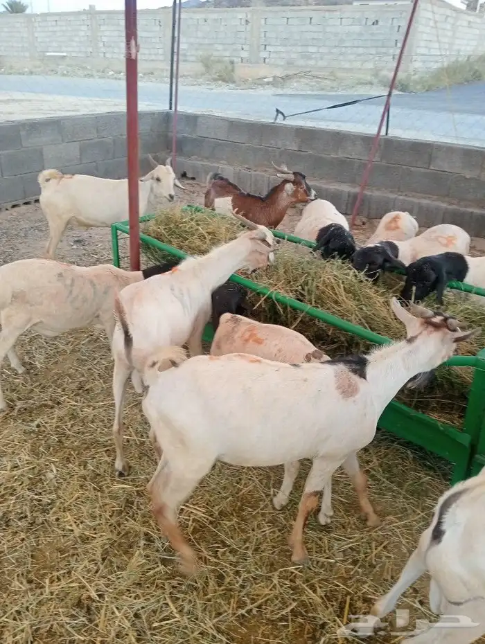 موقع الحلال مكة الرياض الباحة تبوك الخرج 11