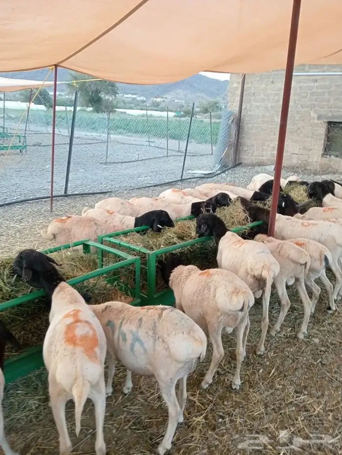 موقع الحلال مكة الرياض الباحة تبوك الخرج 14