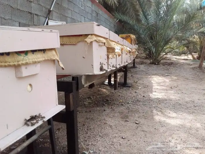 نحل بلدي غنامي عسال درجة اولىTobوانواع العسل الطبيعي العلاجي 7