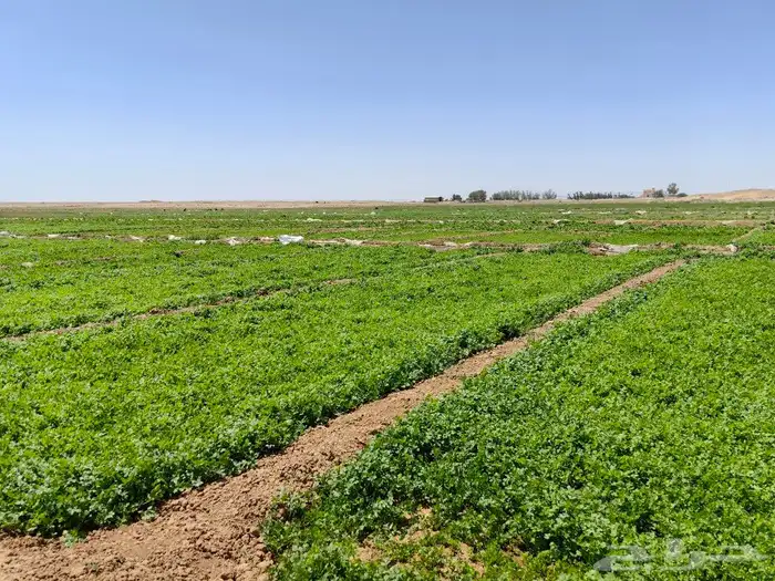 خضار ورقيات طازج يوميا 2