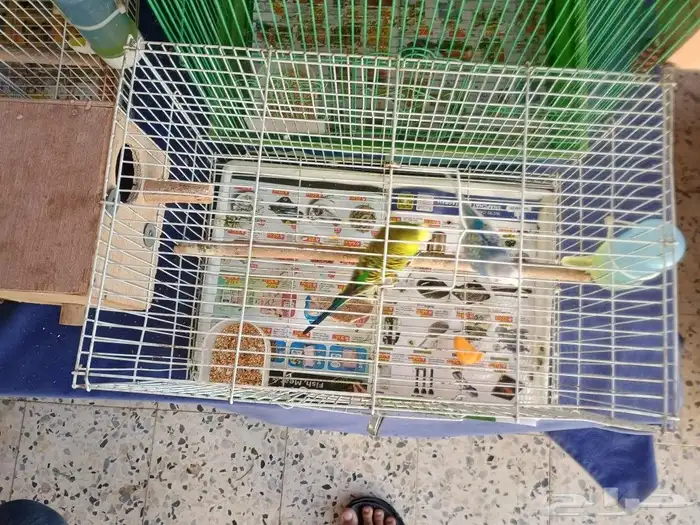 جوز بادجي مع القفص والبيض 1