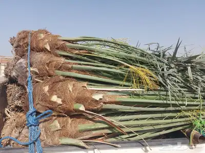 يوجد لدينا 20حبه نخل فاخر نوايع طيبه بطلعها 0
