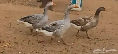 وز للبيع 4