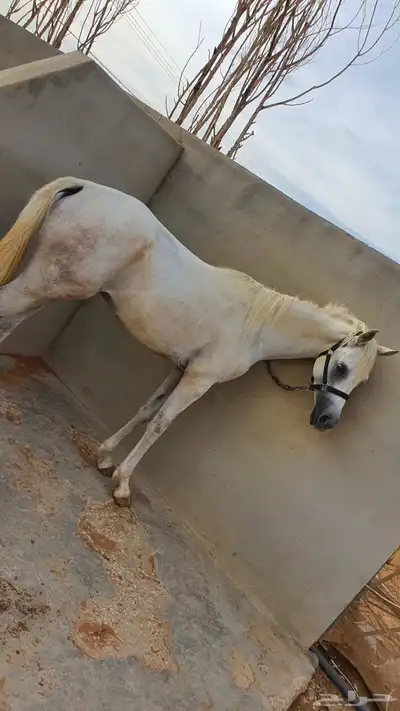 للبيع حصان عربي واهو اصيل 2