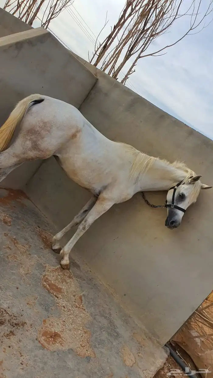 للبيع حصان عربي واهو اصيل 2