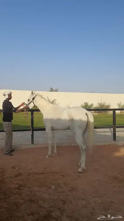 للبيع حصان عربي واهو اصيل 4