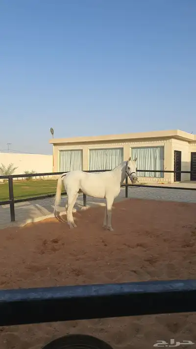 للبيع حصان عربي واهو اصيل 3