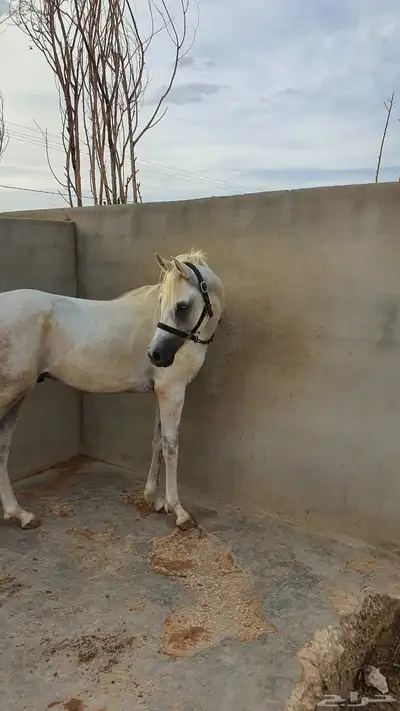 للبيع حصان عربي واهو اصيل 0