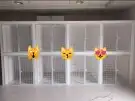 Cat and dogs 0