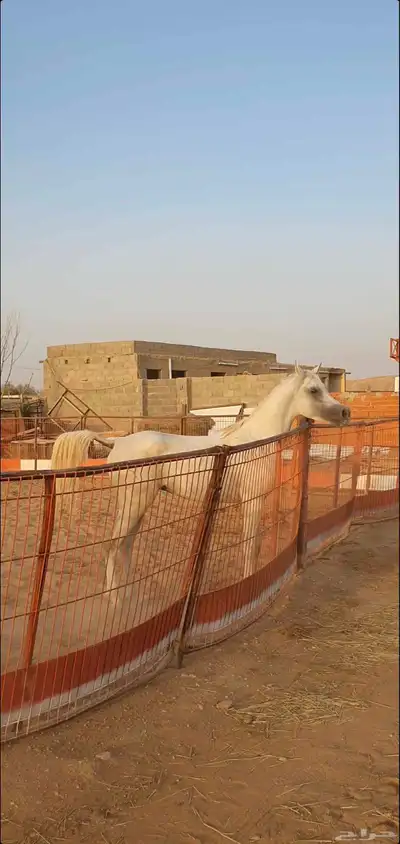 للبيع حصان عربي واهو اصيل 5
