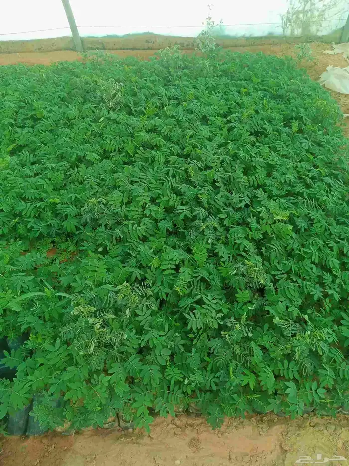 متوفر لدينا اكاسيا جلوكا سعر الحبه 10 ريال والعرض محدود 0