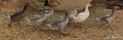 وز للبيع 0