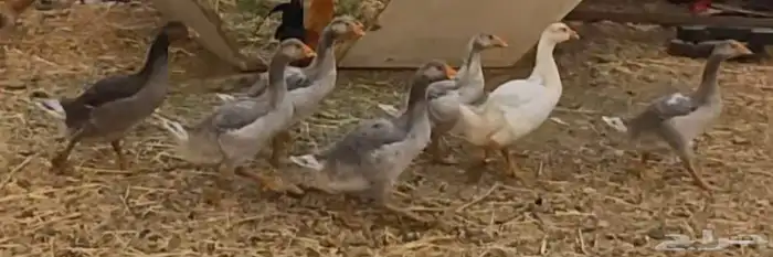 وز للبيع 0